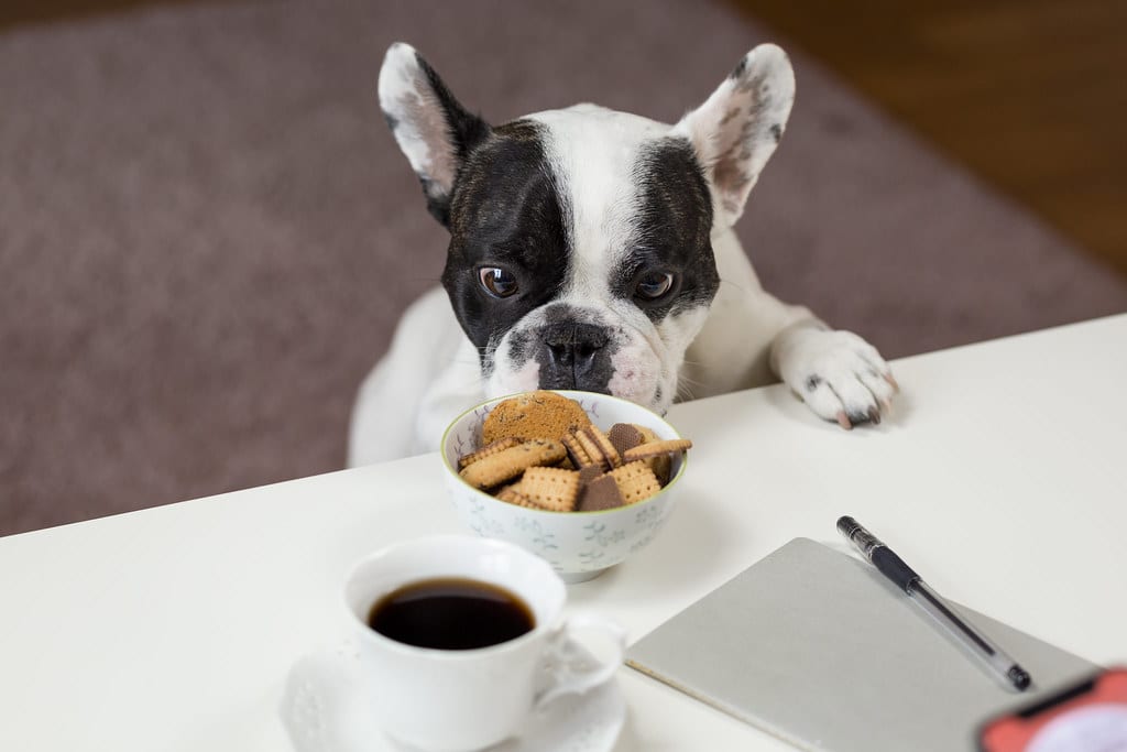 Image of a cute pitbull puppy trying to steal some cookies from a table