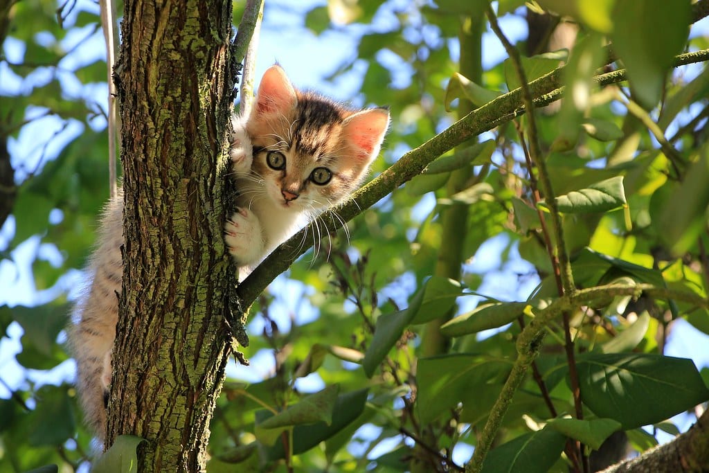 Image of a cat stuck in a tree.