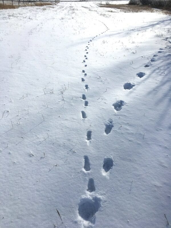 Image of diverging paths of footprints in the snow