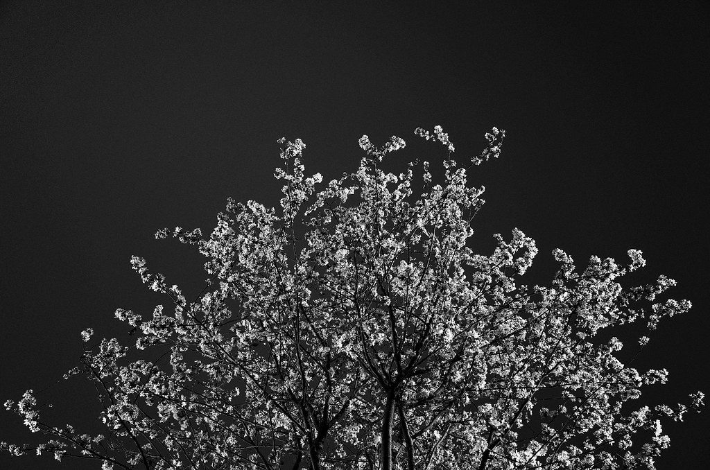 Minimalist black and white imagery of tree with white flowers 