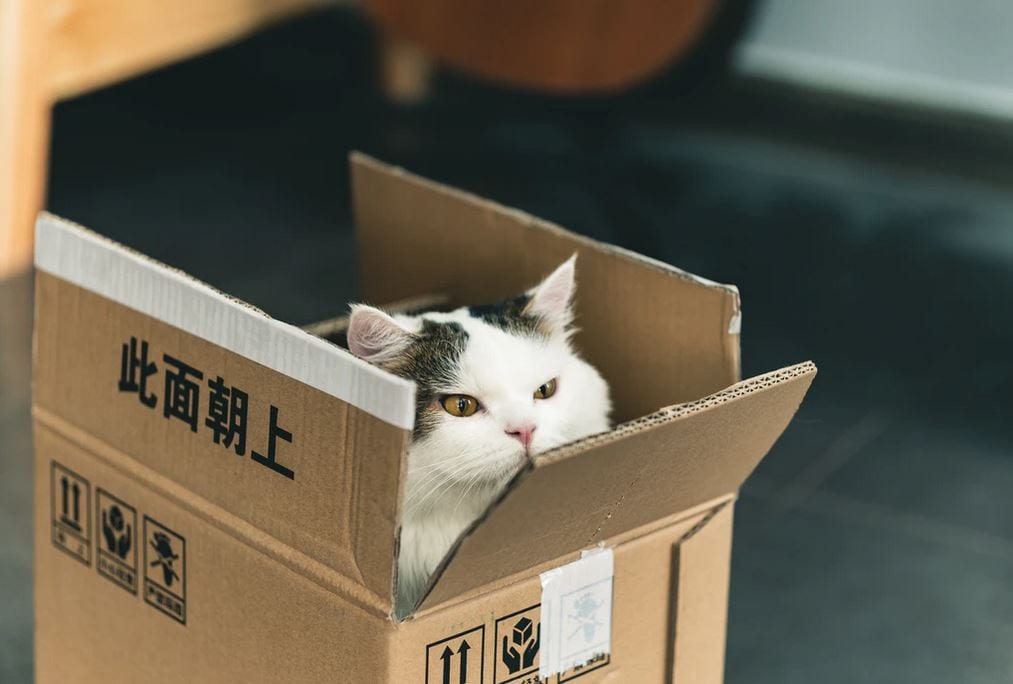 a cat in a box to imply someone bought a top and ended up with a cat