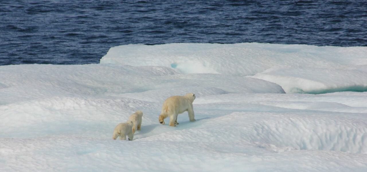 three polar bears traversing across an iceberg