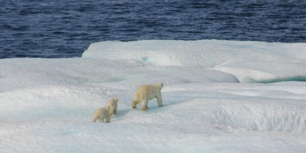 three polar bears traversing across an iceberg